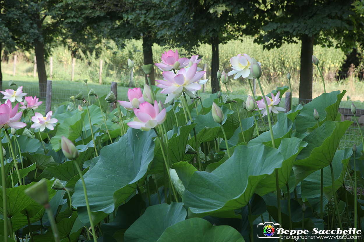 VBS_6624 - Fioritura Loto Laghetto Vezza d'Alba.jpg